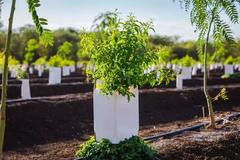 sandalwood farming in India